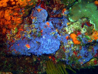 Colourful Corals