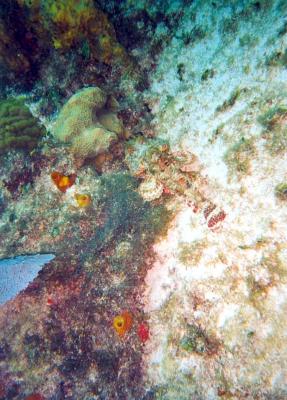 stonefish.jpg