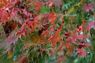 Japanese Maple Leaves