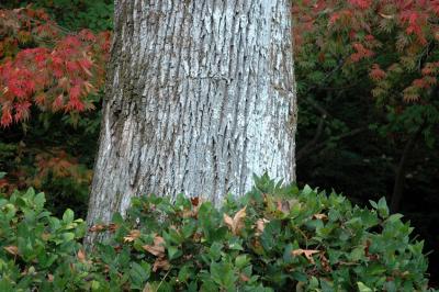 Trunk and Green and Red Leaves