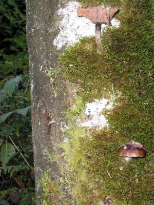 Mushrooms on Trees
