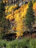 Bright Yellow Trees