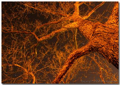 Pecan tree at night.jpg