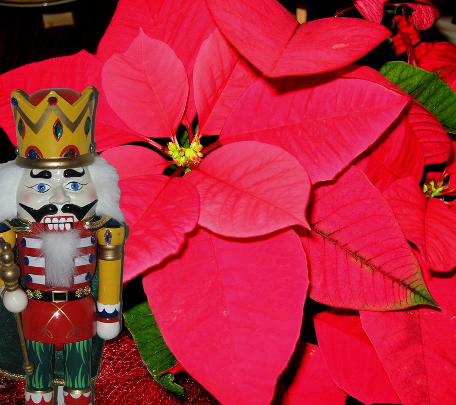 Nutcracker and Pointsetta