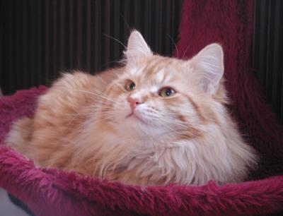 One year old and a handsome guy ;-)