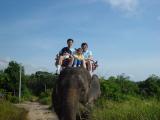 Elephant ride in Phuket