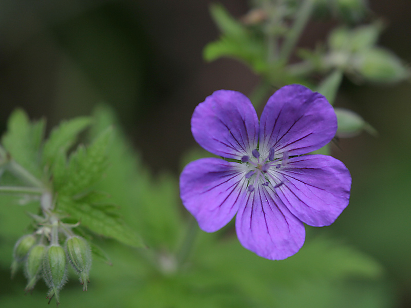 Geranium sylvaticum