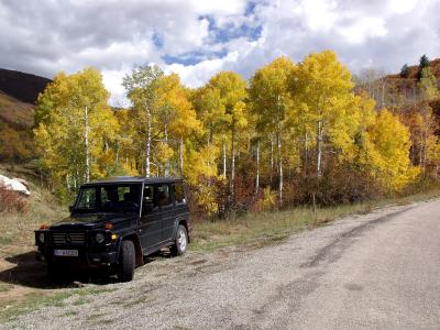 Aspens in the La Sal Mountains