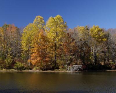 Eagle Creek Trees, Lilly Lake