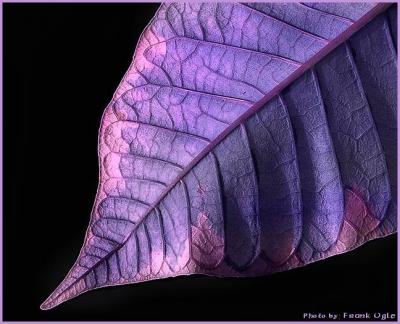 Psychedelic Leaf
