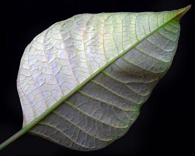 White Poinsettia Leaf