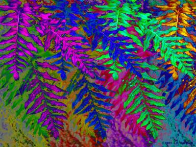 Psychedelic Ferns