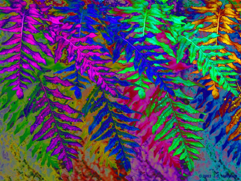 Psychedelic Ferns