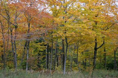 IMG_1354.jpg