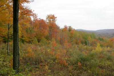 IMG_3221.jpg