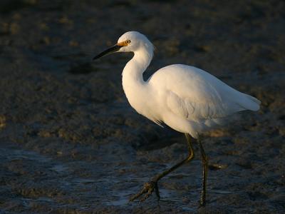 Snowy Egret