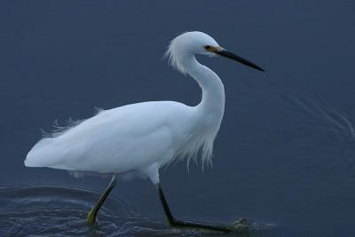 Snowy Egret