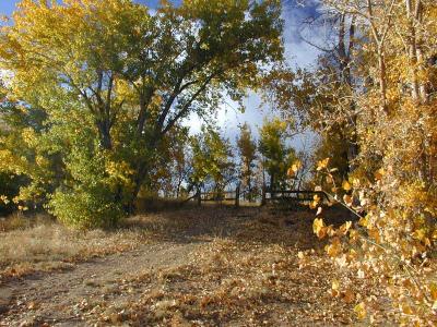 Path to the River