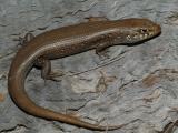Liopholis modesta