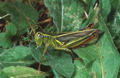 Grasshopper 3