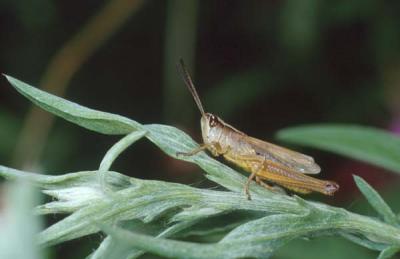 Grasshopper