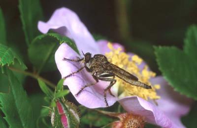 Robberfly