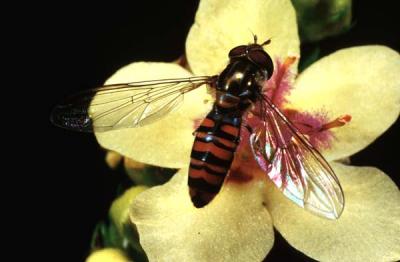 Episyrphus  balteatus   ( ? )on Verbascum