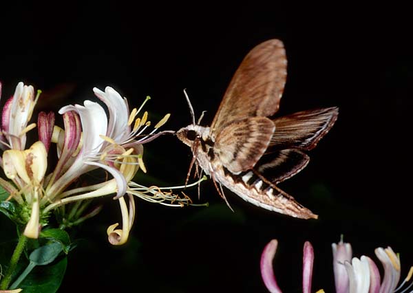 Sphinx Kalmiae (Laurel Sphinx). 