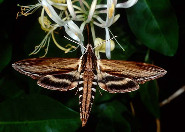 Sphinx Kalmiae (Laurel Sphinx). 