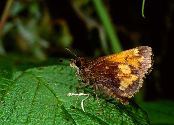 Skipper