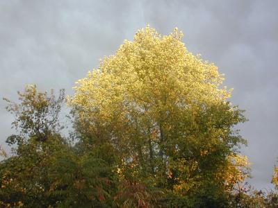 0016 sun rain fall tree.JPG