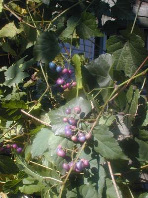 0021 grapeberry vines.JPG