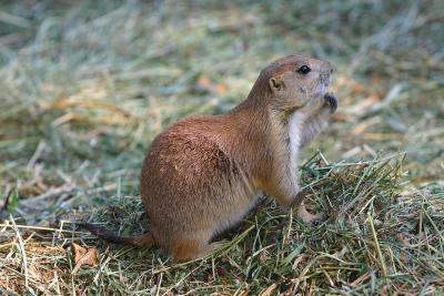 Chien de prairie