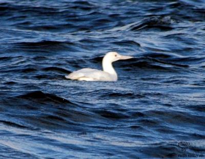 albino Yellow-billed Loon
