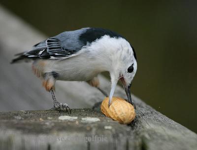 Nuthatches gather nuts and seeds, jam them into tree bark, and hammer or hatch the food open with their bills.