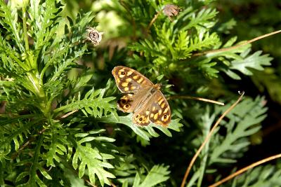 Wall Brown