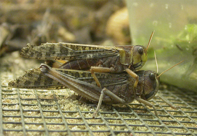 Locusts