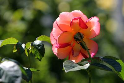 IMG_0192_2.jpg