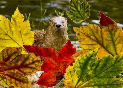 Autumn Leaves Challenge