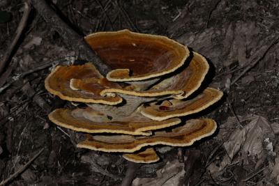 polypore