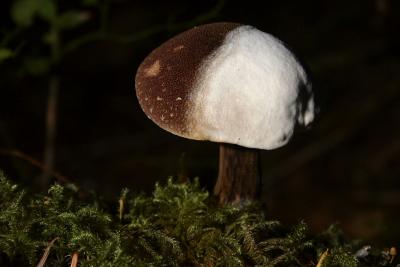 brown&white.jpg
