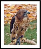 Red-Tailed Hawk