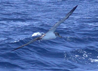 Corys Shearwater