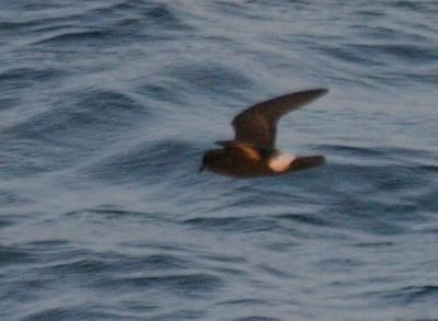 u21/gtepke/medium/35231707.040906EuropeanStormPetrel1824.jpg