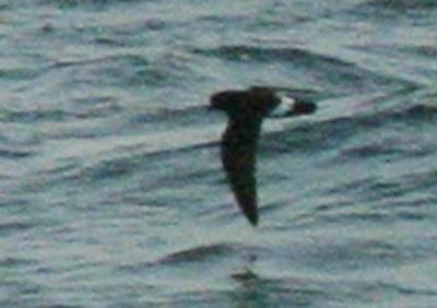 European Storm-Petrel