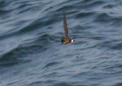 European Storm-Petrel