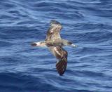 Corys Shearwater