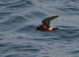 European Storm-Petrel