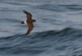 European Storm-Petrel