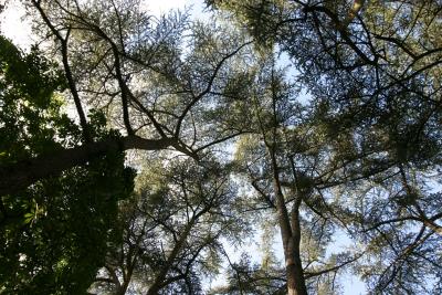 canon_300d